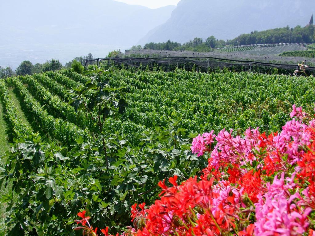 Kerschbamerhof Im Sueden Suedtirols Cortaccia Ngoại thất bức ảnh